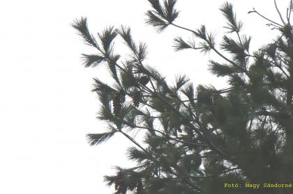Pinus stobus